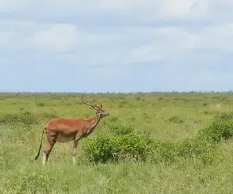 Melhor época para observar fauna em Jericoacoara: informações úteis para sua viagem